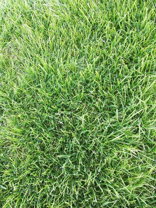 品种名:冷季性草坪 类型:草皮          冷季型草坪,早熟禾,高羊茅