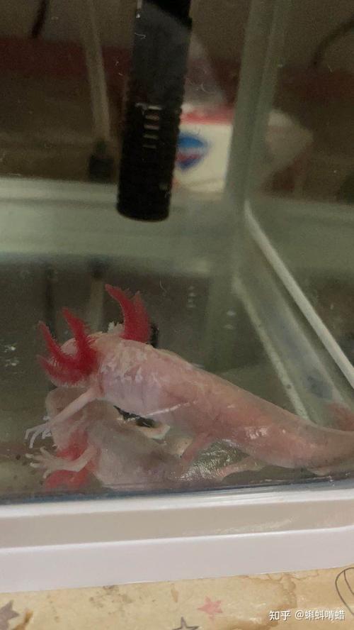 请教一下,我的六角恐龙死因是水霉病吗?