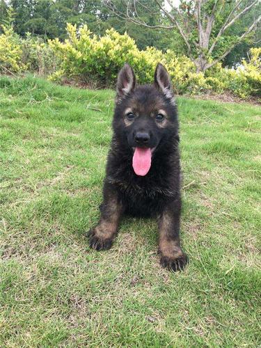 哪里有卖昆明犬昆明犬多少钱一只昆明犬好养吗