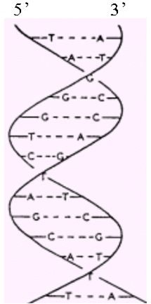 dna 为反平行的右手双螺旋