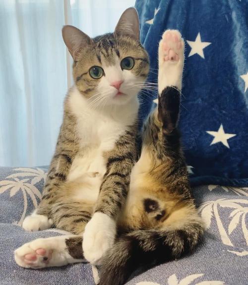 日本网红猫suzume