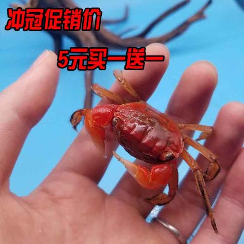 相手蟹相守蟹观赏宠物淡水螃蟹大型红螯寄居蟹活体蟹将军