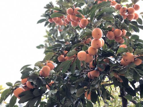 柿子丰收了