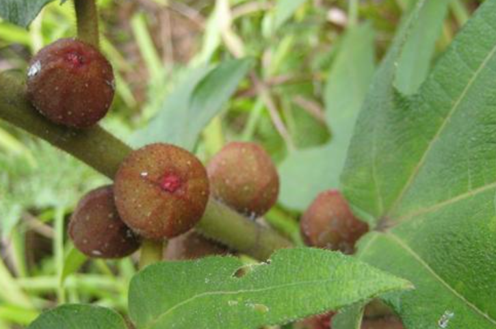五指毛桃的果子可以生吃吗-五指毛桃的果子可以生吃吗