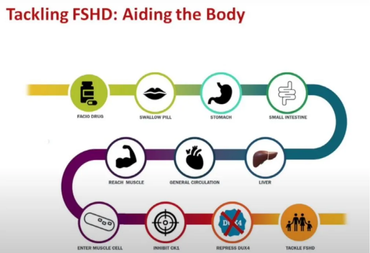 fshd病理学的核心关键点是骨骼肌中dux4蛋白的过度产生.