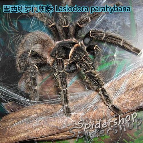 包邮巴西所罗门蜘蛛大幼体4厘米左右毛茸茸宠物蜘蛛四大金刚l属