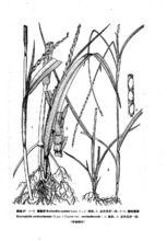 假蛇尾草属|2|7
