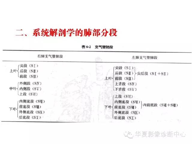 收藏| 轻松掌握肺部解剖和分段