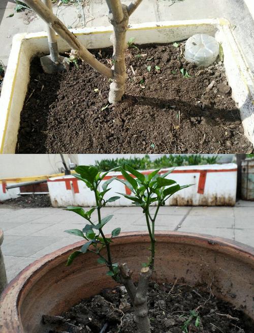 辣椒变成树,一结就是3年,冬天不死持续结辣椒,这辣椒还能吃吗