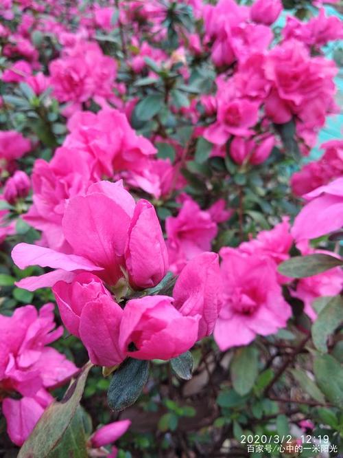 杜鹃花摄影图片欣赏