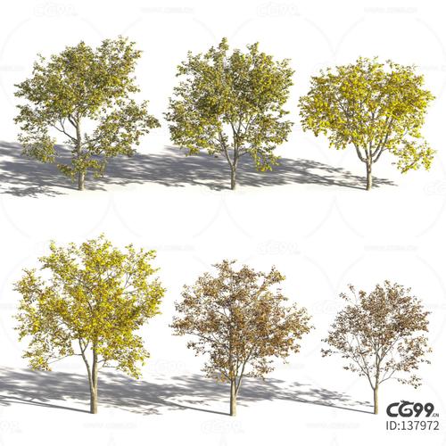 秋季树-法国梧桐树