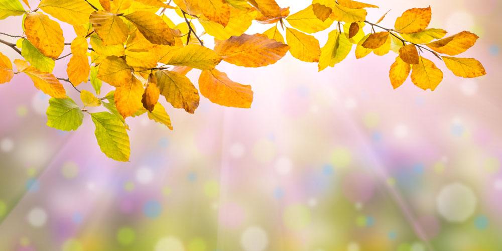 梦幻阳光树叶背景