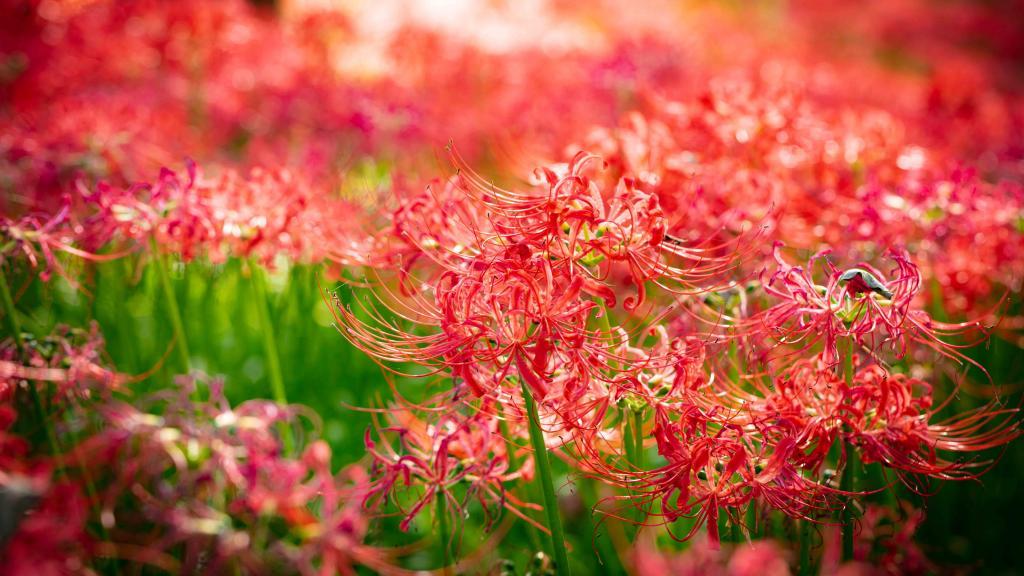 鲜红无比的彼岸花,高清壁纸图片,鲜花背景-回车桌面
