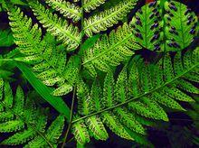 介蕨属dryoathyrium ching,羽节蕨属gymnocarpium newman,拟鳞毛蕨属