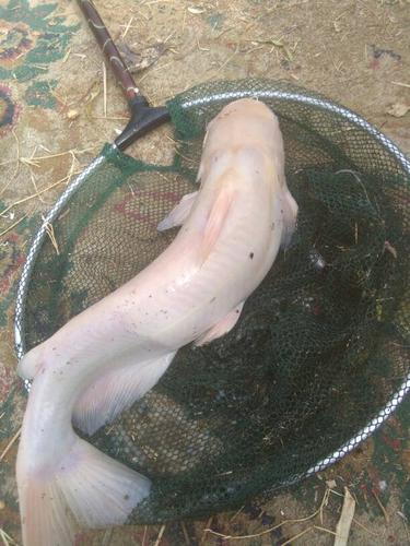 像胡子鲢鱼白色的是什么鱼