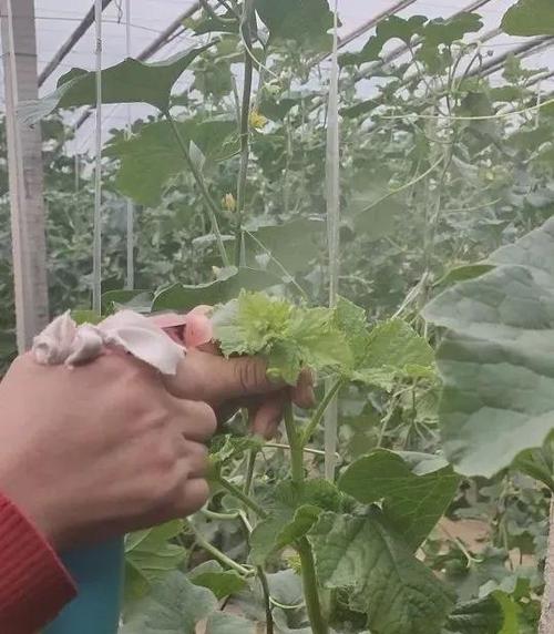 吊蔓甜瓜整枝方式,超级实用!不可多得!