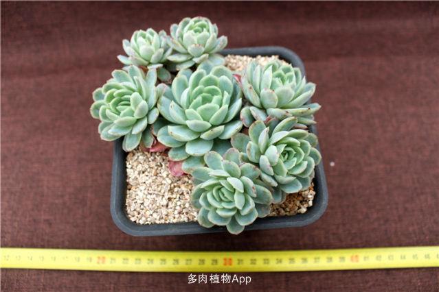 冰梅特卖会!日系捧花老桩冰梅,超美!