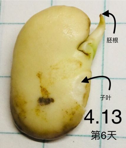 《萌发的种子》之蚕豆观察日记