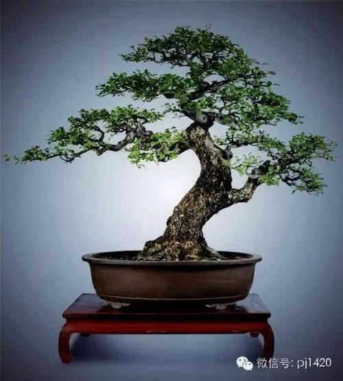 一盆棠梨一树花一树果