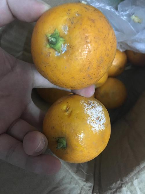 交流寺库橙子一半都是烂的前天收到截止刚刚发现已经全部烂完