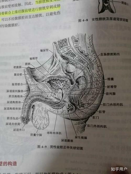 abo文里面omega的生殖腔大概在哪里.