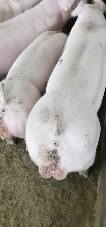 纯种新美系长白公猪长白母猪看看这脊背和臀部漂亮吗