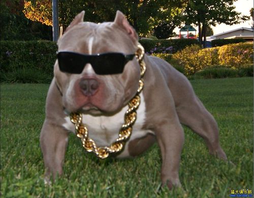 身着各色战袍的恶霸犬齐聚猛犬俱乐部恶霸板块,作为世界上最酷的狗狗