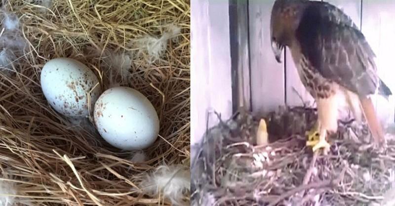 男子将老鹰蛋偷偷换成鸡蛋,破壳而出后