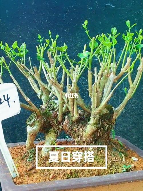 茉莉花老桩盆景剪枝轻松发芽_茉莉花_盆景_养花_耐热
