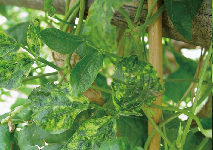 豇豆病毒病