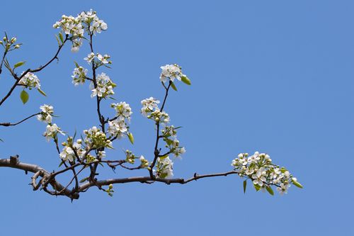 赏梨花,朋友提到"一枝梨花压海棠"的意境,这有一个有趣的典故:北宋