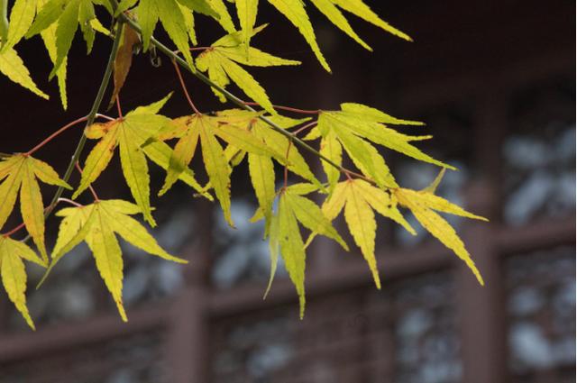 用iphone拍出背景虚化的小景深效果,摄影师告诉你该