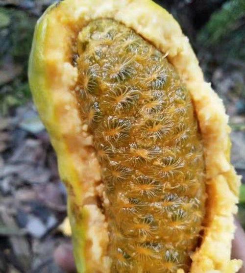 长得像器官的5种瓜果蔬菜,银莲果酷似人脸,佛手瓜受人