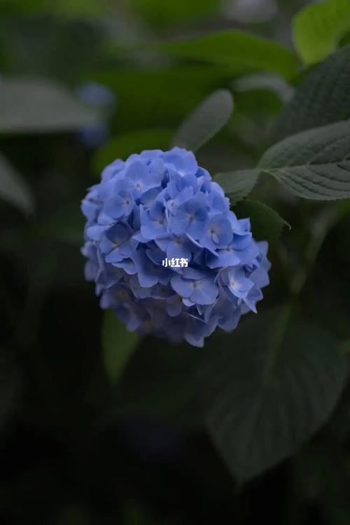 绣球花-时团大火之花_绣球花_时代少年团_tnt时代少年