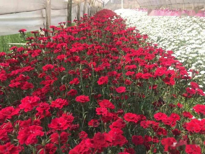 秋播季多用途膝高型石竹品种送给你下