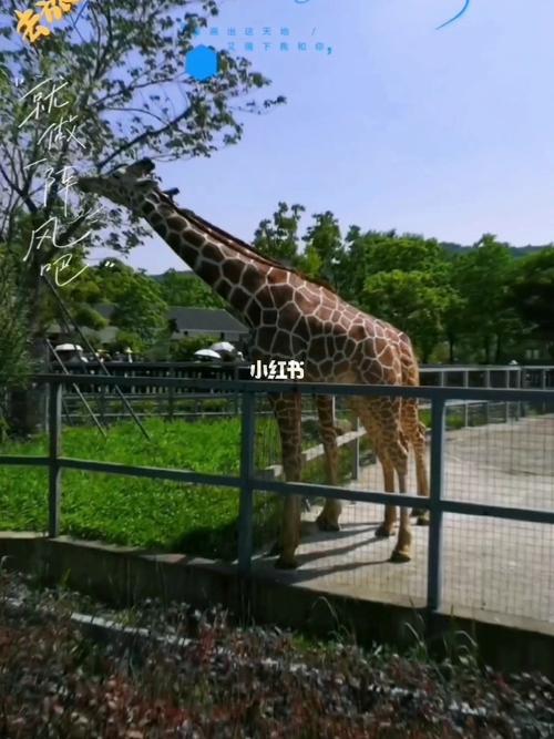 【苏州上方山森林动物世界】(原名苏州动物园)位于江苏省苏州市石湖