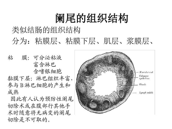 腹腔镜下阑尾切除术ppt