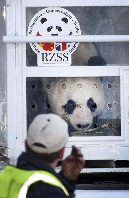 爱丁堡机场,大熊猫"甜甜"被运下货机
