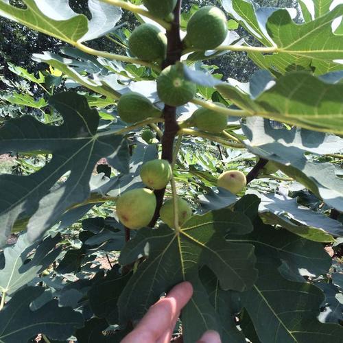 无花果树 适宜南北方种植 青皮无花果树 易成活嫁接无花果树