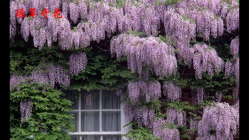 紫藤苗 紫藤花 紫藤树苗 庭院花卉 多花紫藤花苗爬藤植物紫藤紫藤萝
