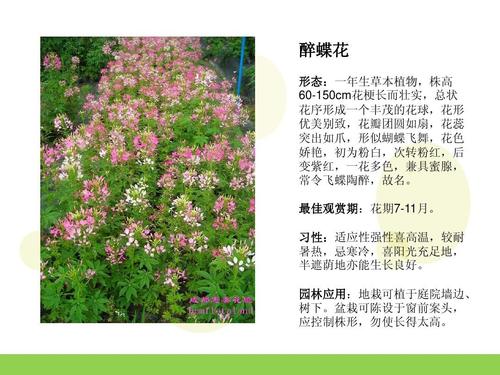园林常用花卉ppt