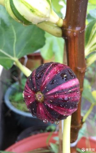 [bnr无花果苗批发] bnr无花果苗无花果枝条出售价格20