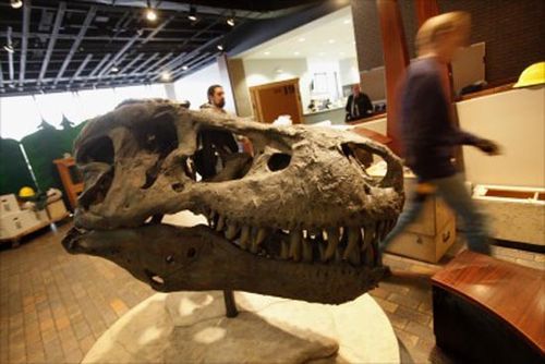 dakota)的霸王龙(tyrannosaurus rex)sue是巨大,完整而精美