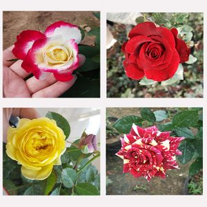 大花月季欧月花苗切花玫瑰浓香庭院阳台盆栽卡罗拉月季红双喜月季