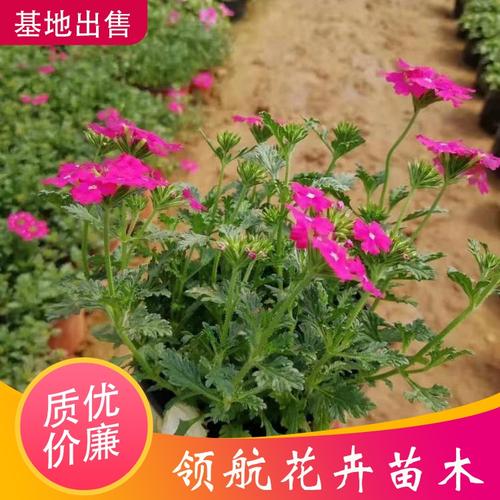 五色梅小苗批发花海用五色梅领航种植花圃