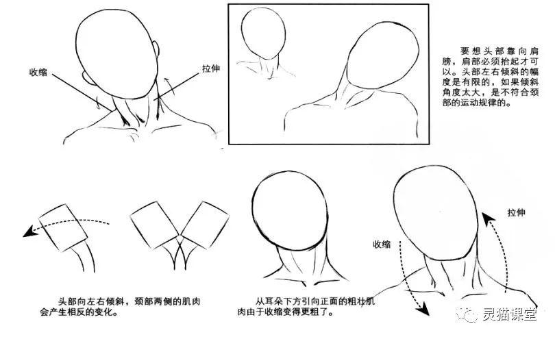 灵猫课堂丨插画漫画中颈部的结构与动态姿势教程