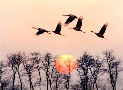 这两句是对惠崇画作中"飞雁图"的描绘,诗人笔下的"飞雁图"是:大雁北飞