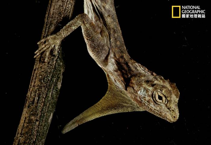 追踪东南亚两栖动物爬行动物的走私贸易