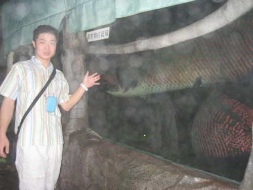 青青世界的大鱼