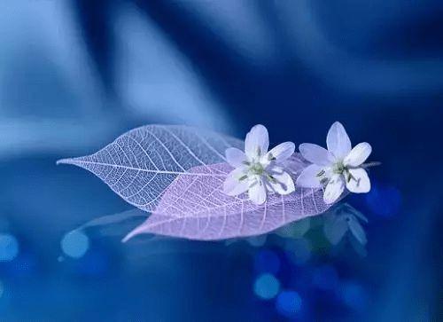 晚安唯美图片 晚安心语优美的经典语录